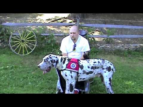 Service Dog Project Uses Great Danes to Enrich Lives!!!